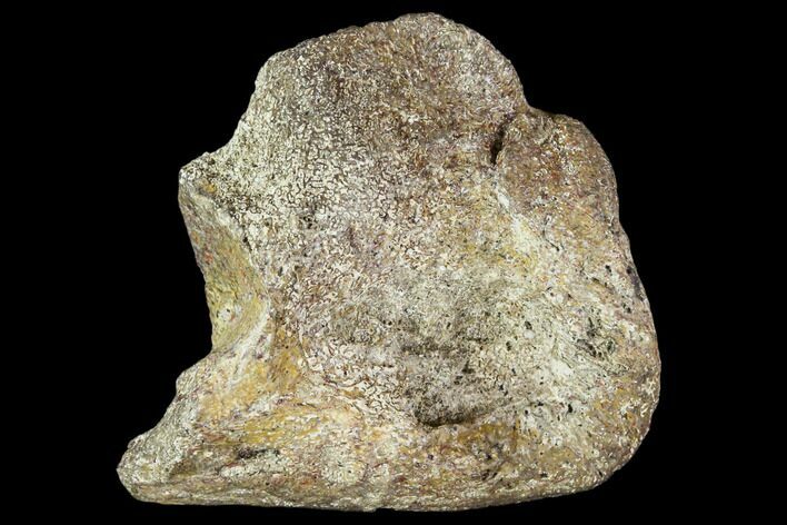 Bargain, Fossil Synapsid Bone - Texas #106995